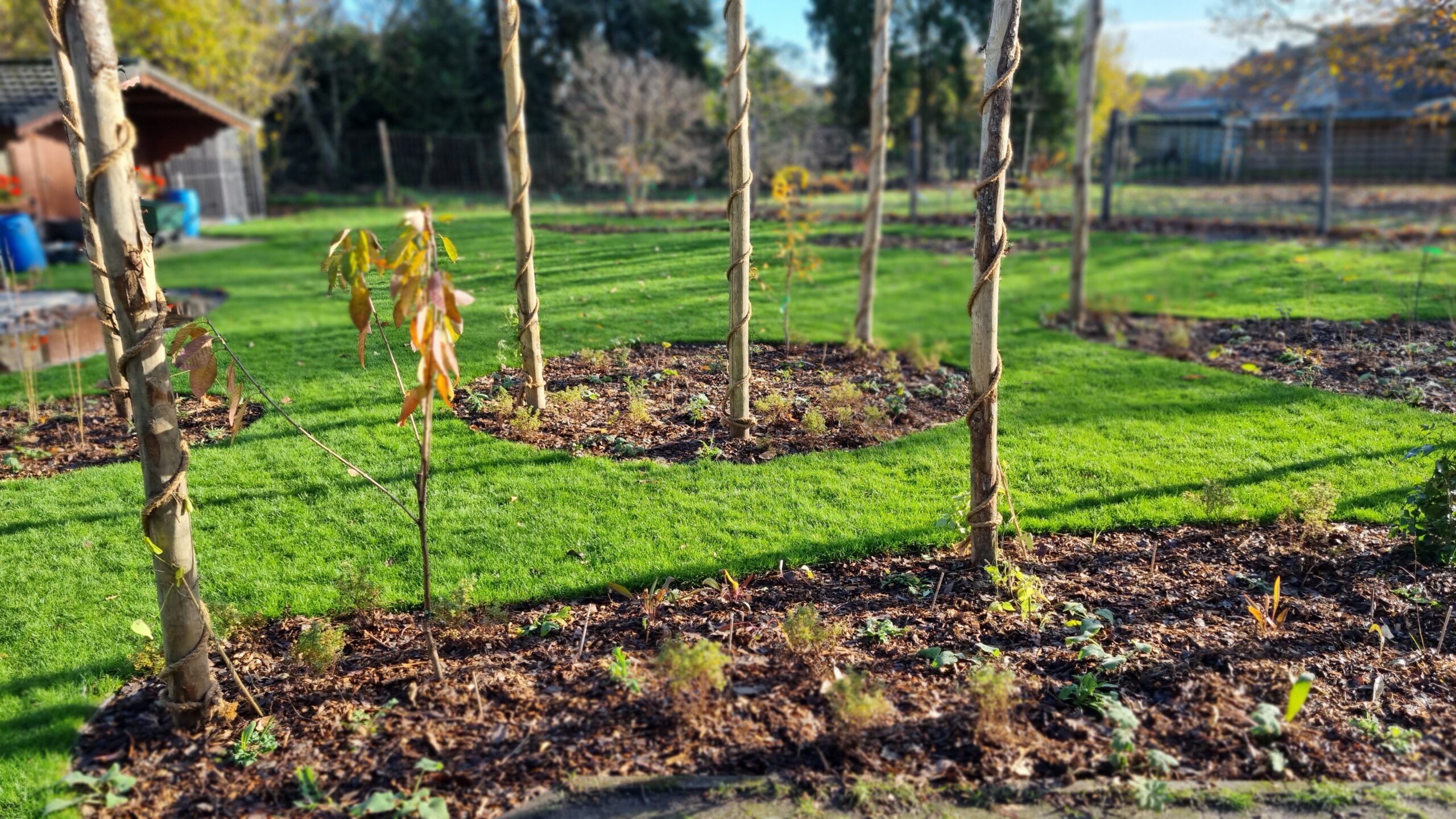 20221125 130655 scaled | Bonneco Tuinen, Tuinarchitectuur die goed is voor de natuur