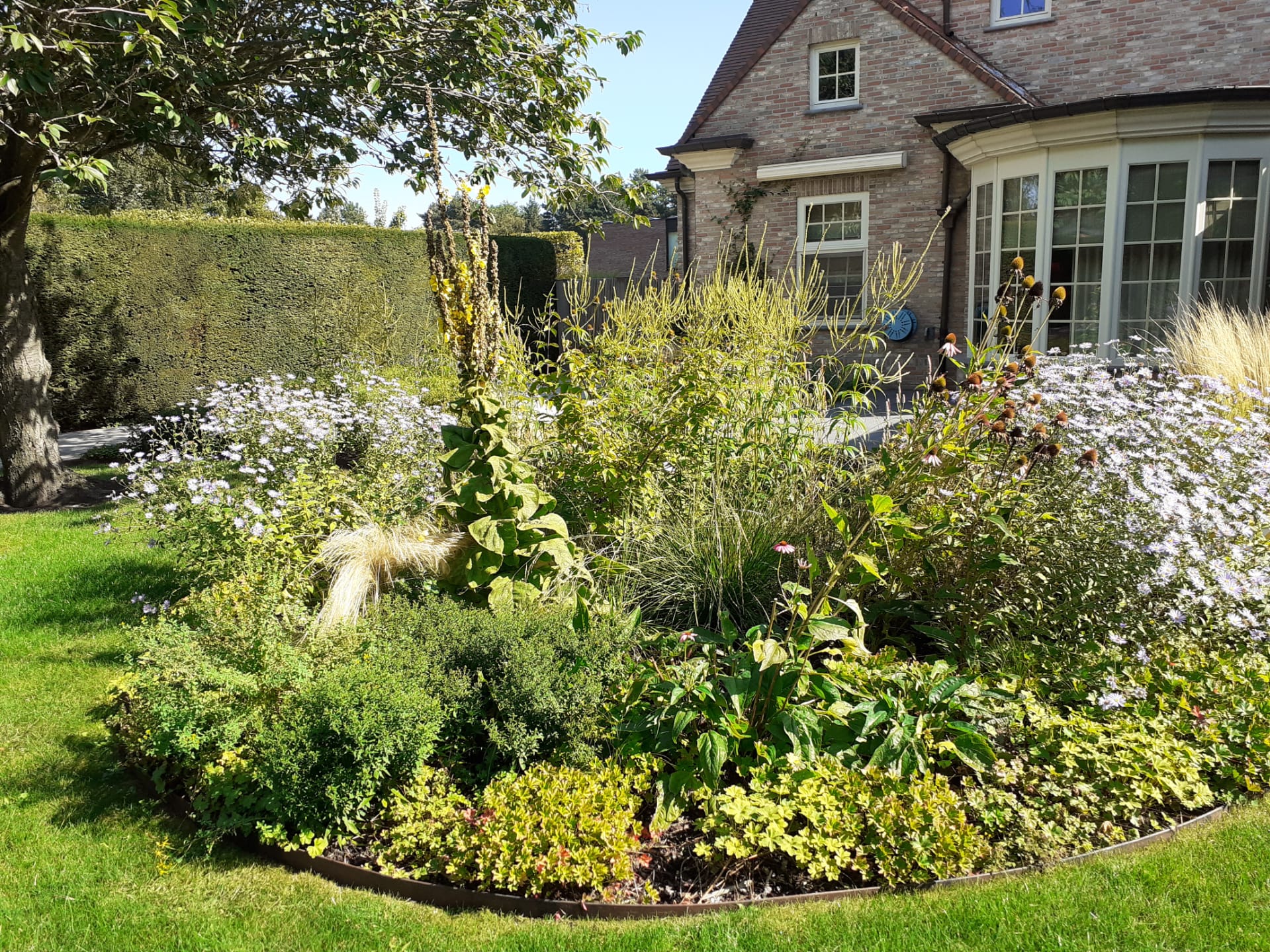 IMG 20220906 WA0007 | Bonneco Tuinen, Tuinarchitectuur die goed is voor de natuur